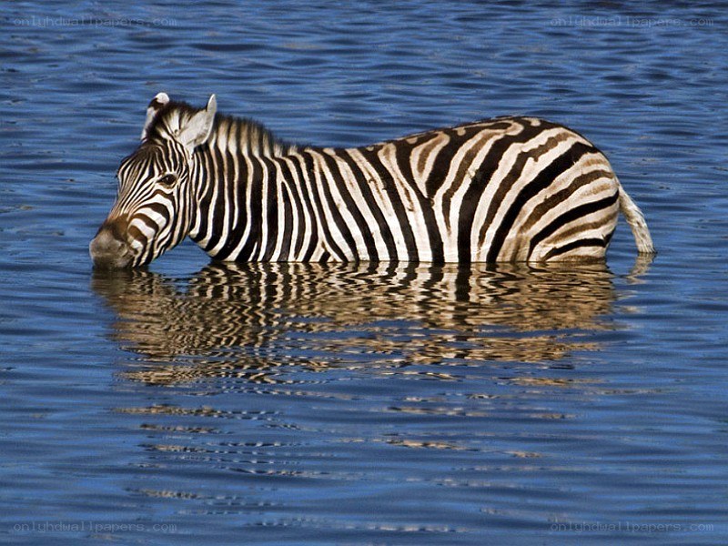 zebra drinking from water