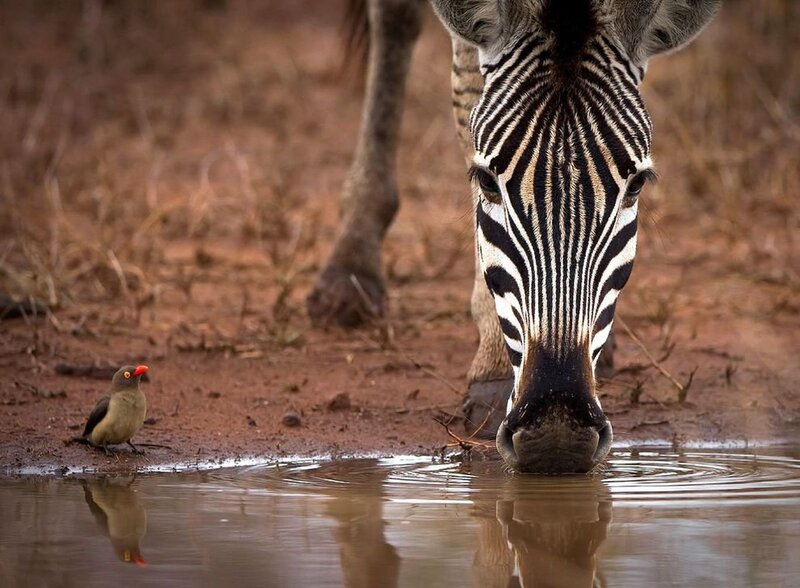Zebra Drinking Water