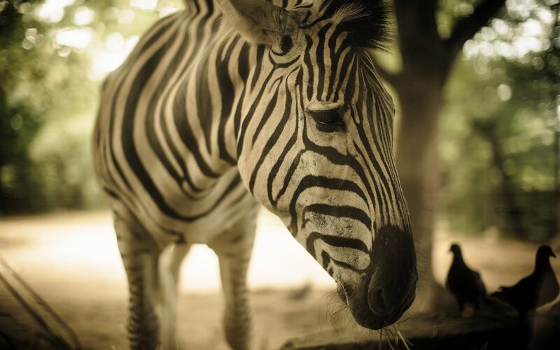 Zebra Eating Grass