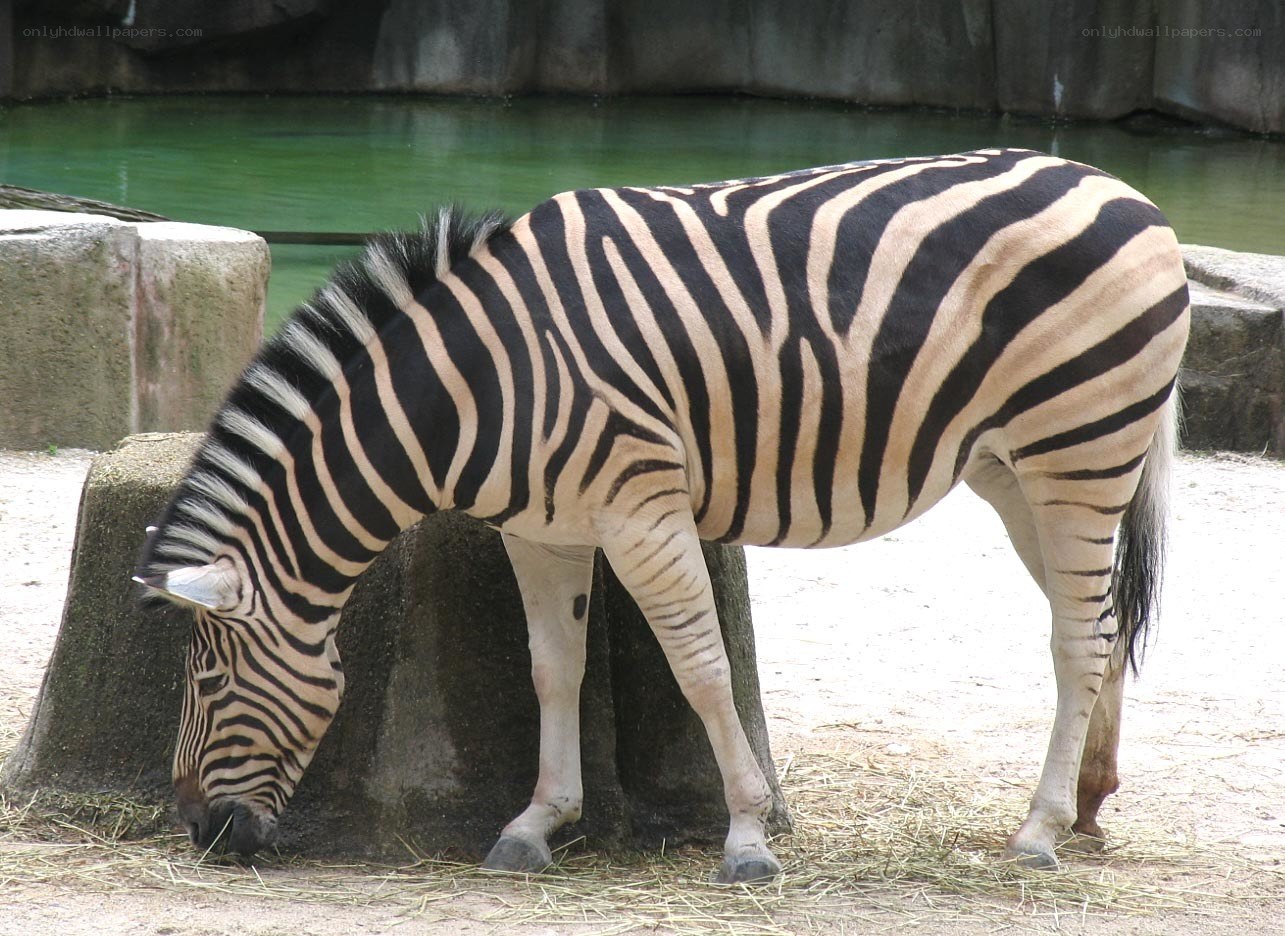 zebra eating hay in enclosure