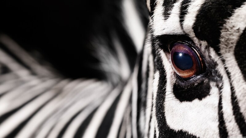 Zebra Eye Close-up — Black