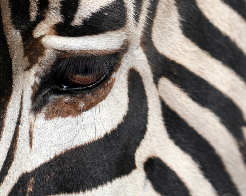 Zebra Eye Close-up