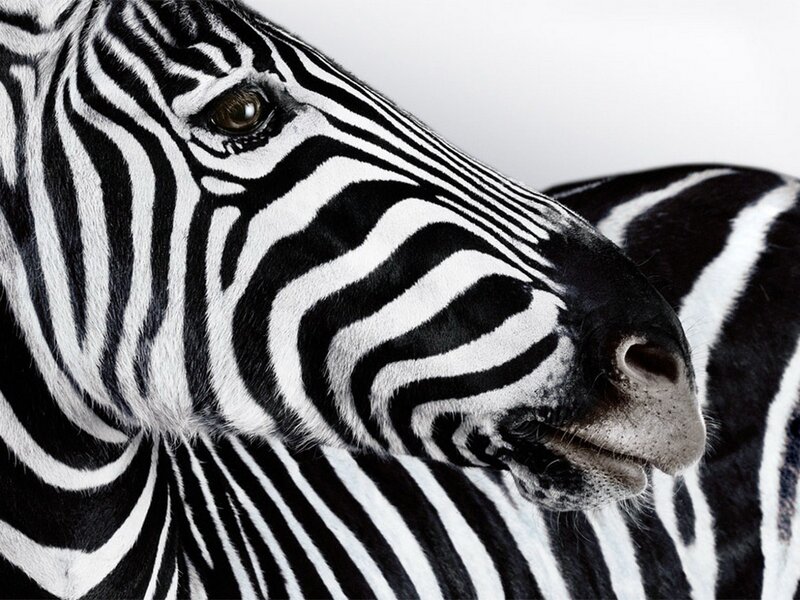 zebra face close-up