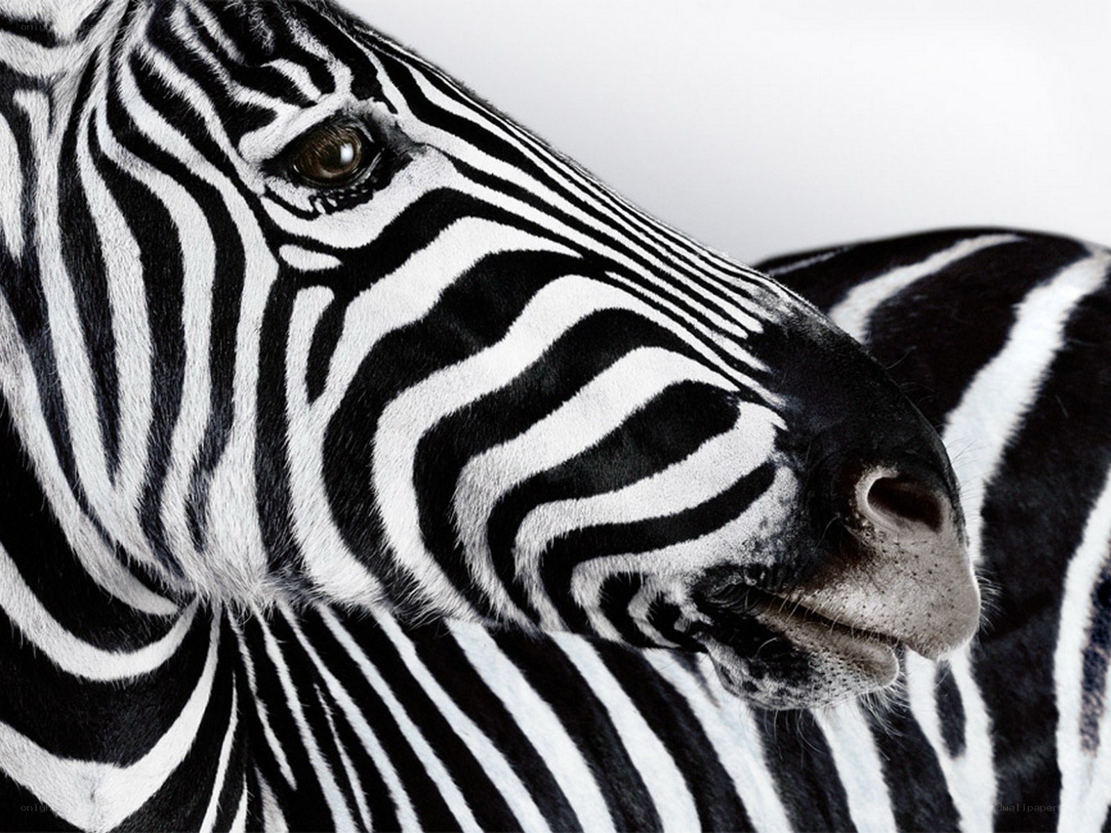 zebra face close-up