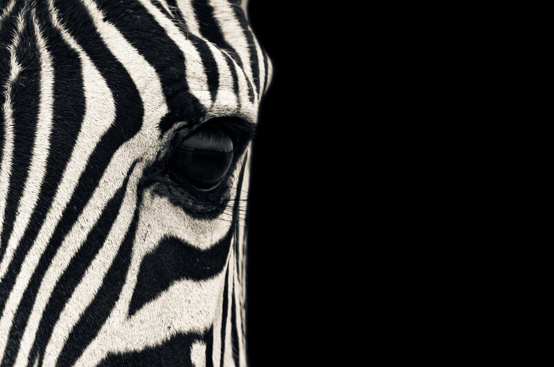 zebra face close-up