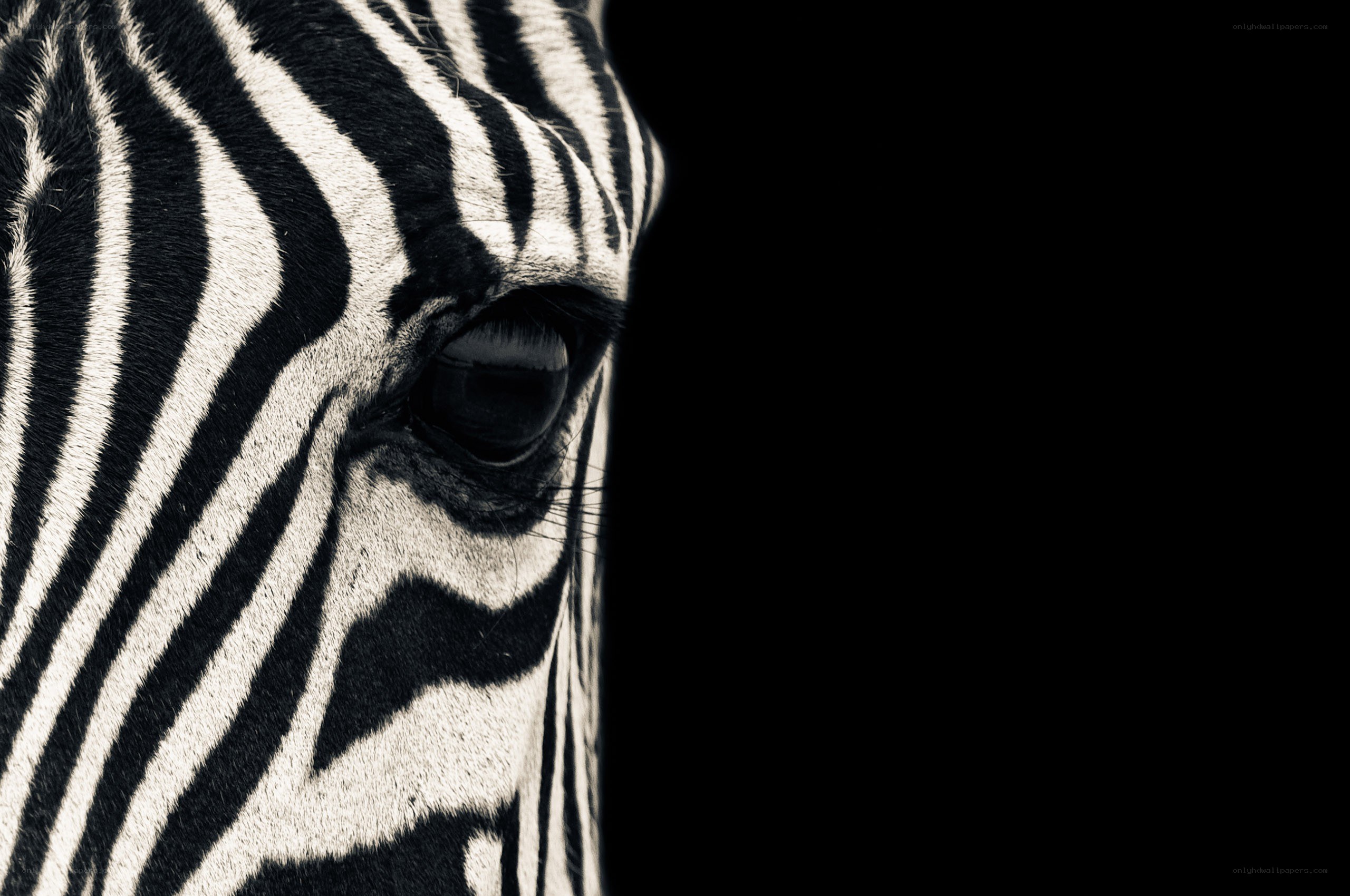 zebra face close-up