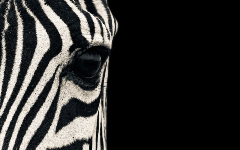 zebra face close-up
