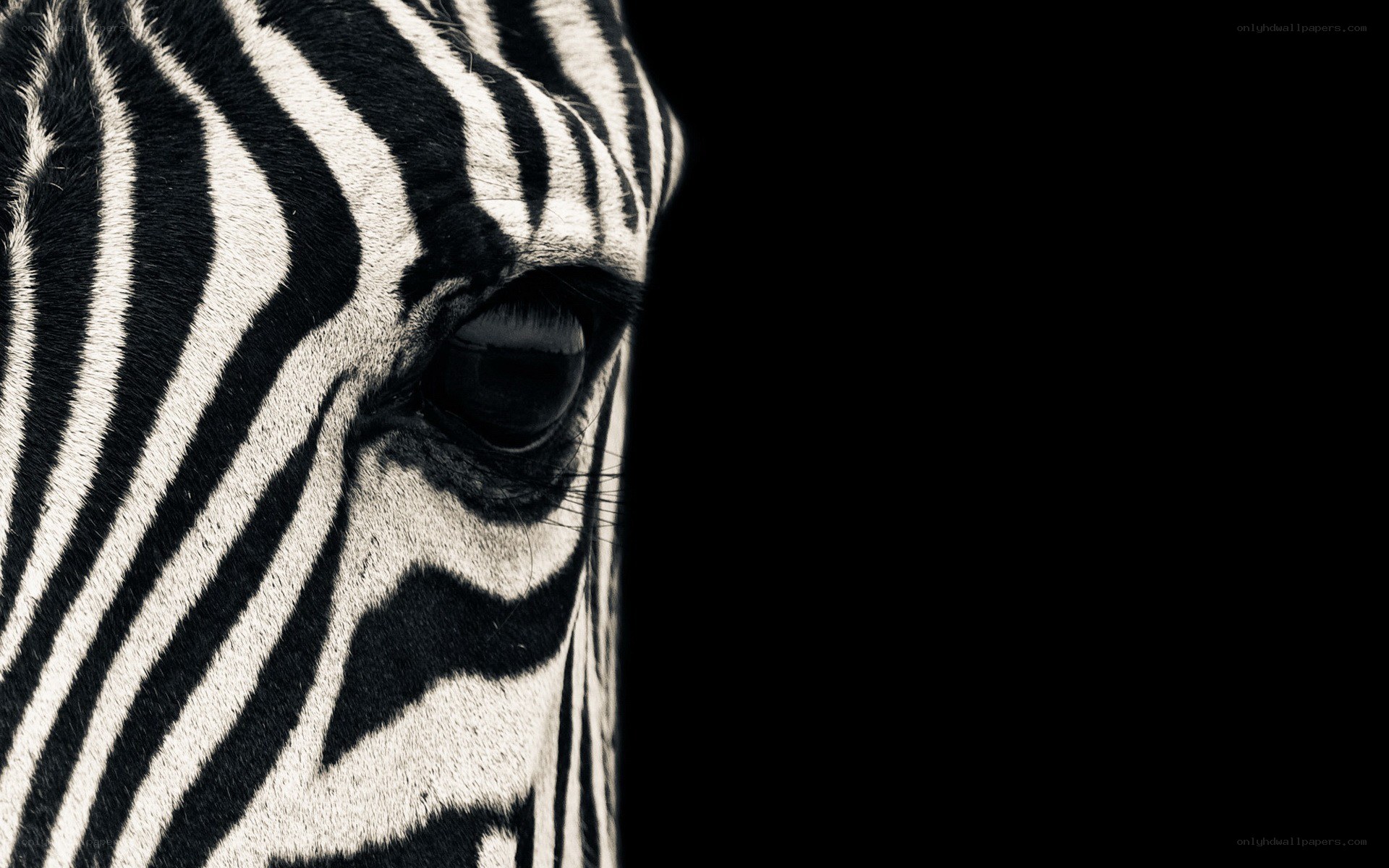 zebra face close-up