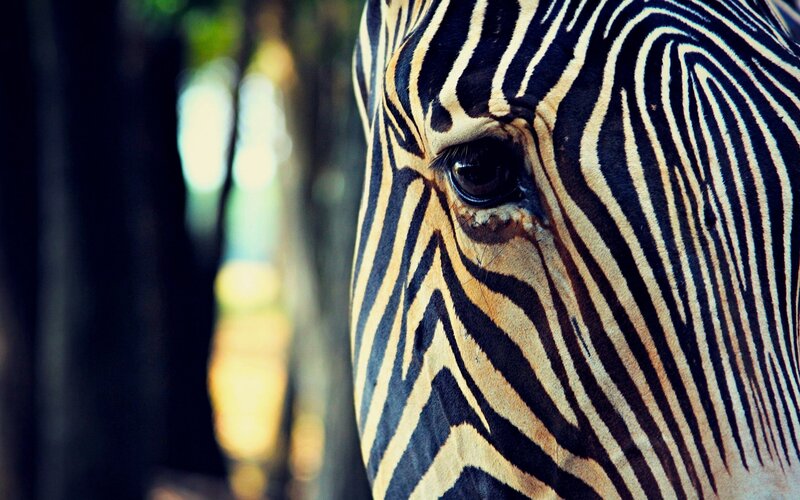 zebra face close-up