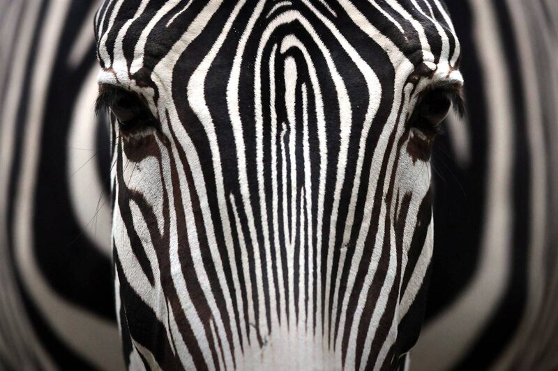 zebra face close-up
