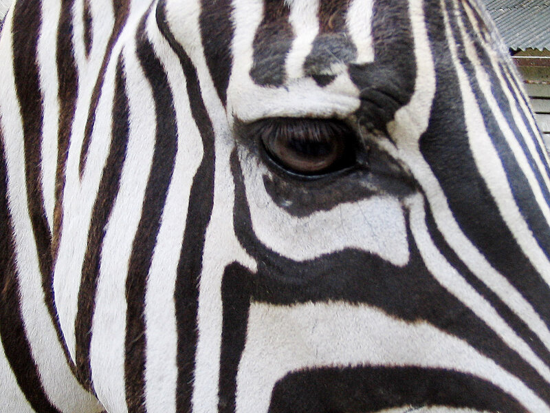 Zebra Face Close-up — Black, Calm, Photograph, Eye, Stripes, Fence