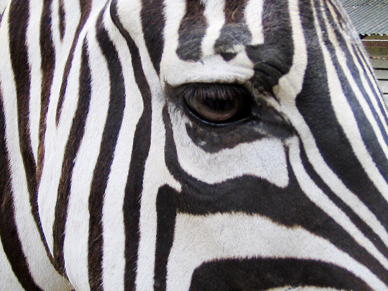 Zebra Face Close-up — Black, Calm, Photograph, Eye, Stripes, Skin