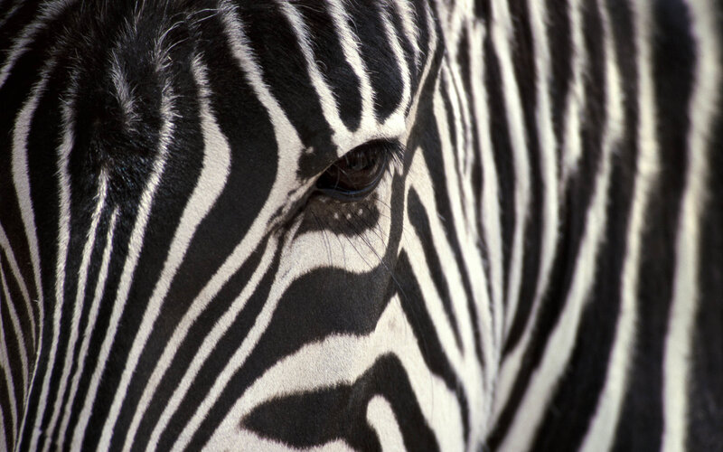 Zebra Face Close-up — Black, Calm, Photograph