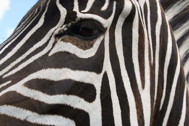 Zebra Face Close-up — Black, Calm