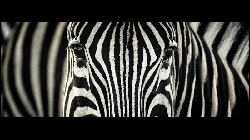 Zebra Face Close-up — Black, Dramatic, Photograph, Eyes, Stripes