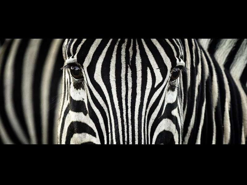 Zebra Face Close-up — Black, Dramatic, Photograph, Eyes
