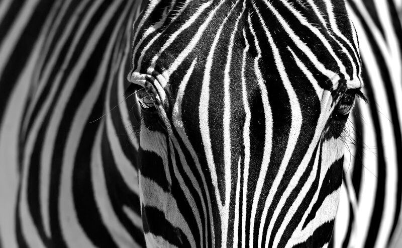 Zebra Face Close-up — Black, Dramatic, Photograph