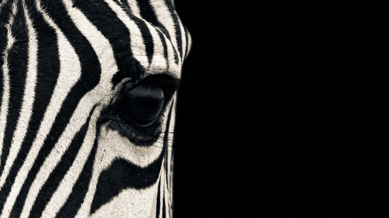 Zebra Face Close-up — Black, Dramatic