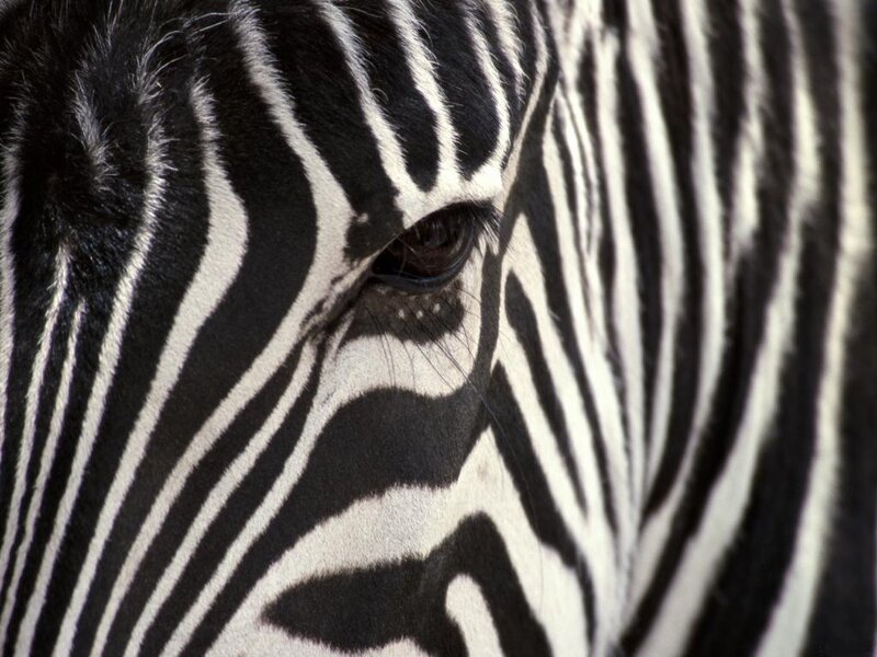 Zebra Face Close-up — Black