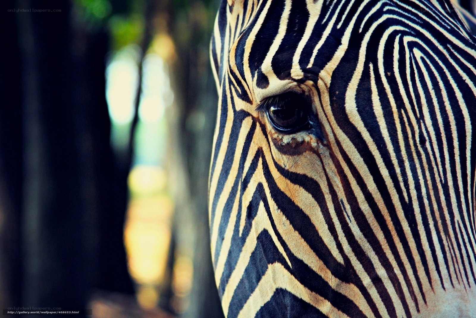 zebra face close-up