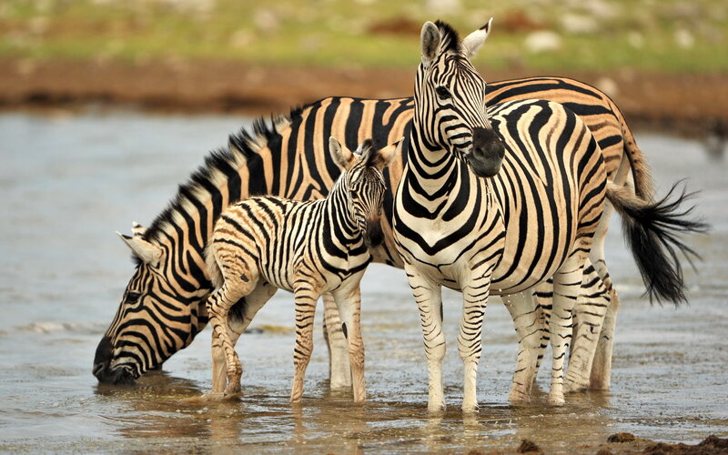 Zebra Family at Water