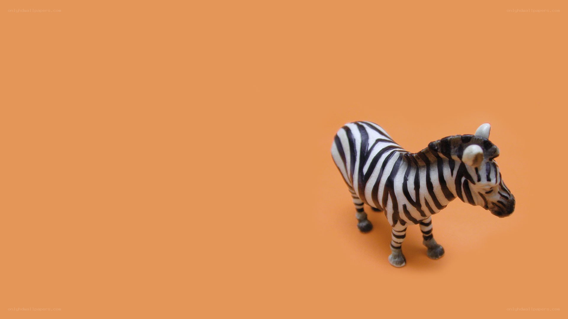 zebra figurine on orange
