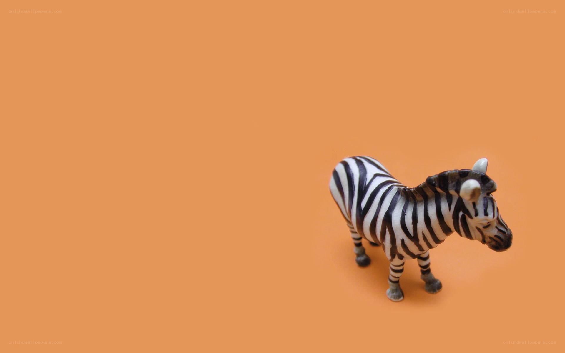 zebra figurine on orange
