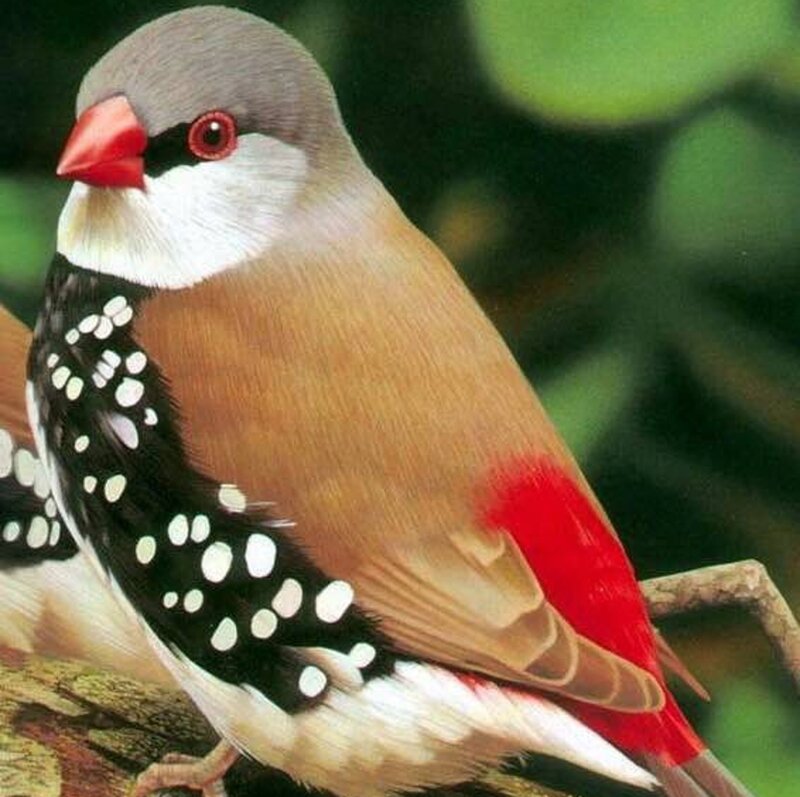 Zebra Finch Bird — Brown
