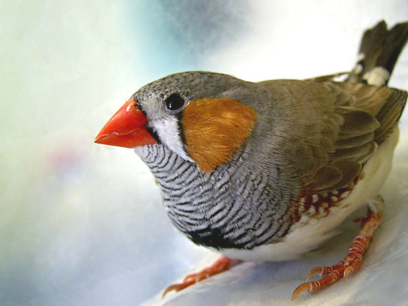zebra finch bird