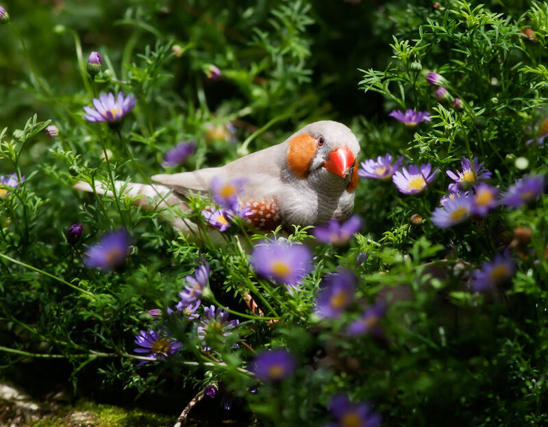 Zebra Finch in Flowers