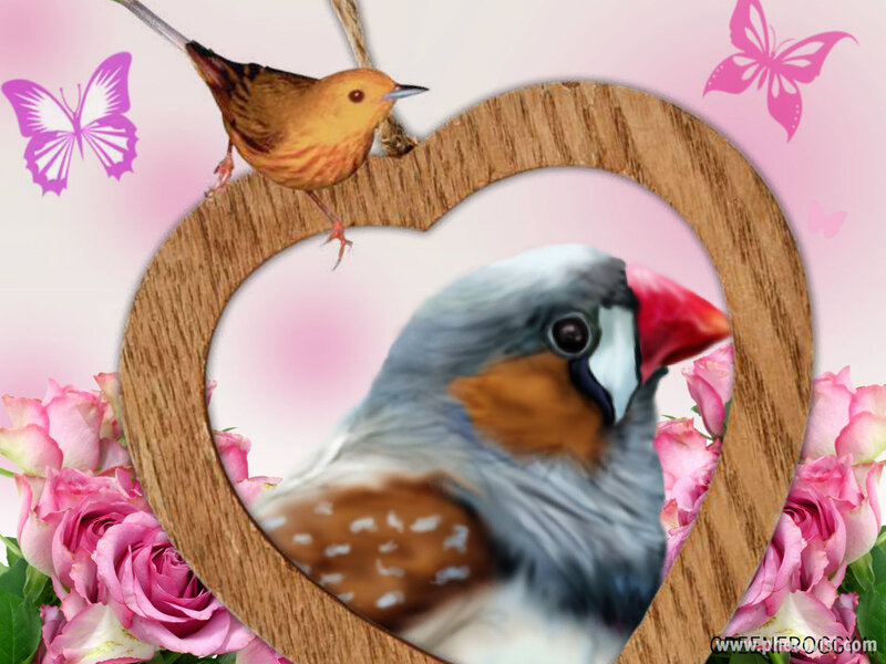 Zebra Finch in Heart Frame