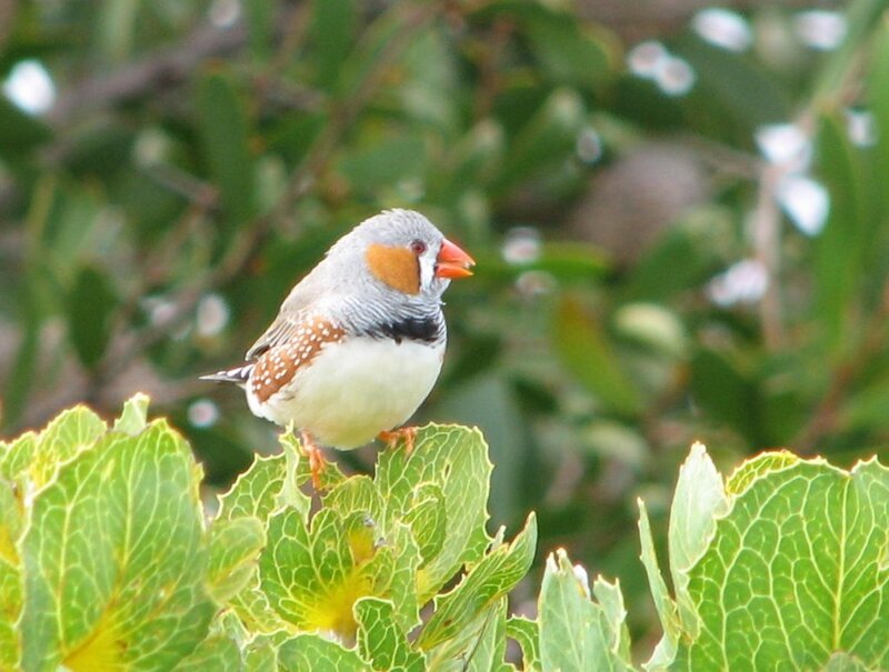zebra finch on a leaf