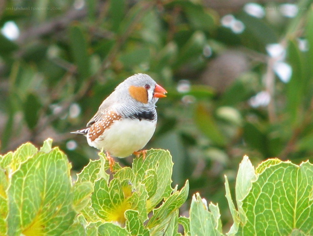 zebra finch on a leaf
