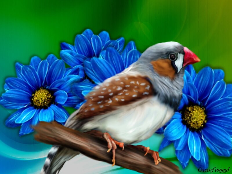 Zebra Finch on Branch — Blue, Calm