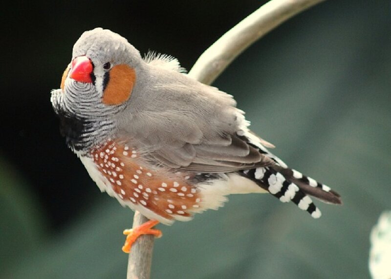 Zebra Finch on Branch — Gray, Calm, Photograph