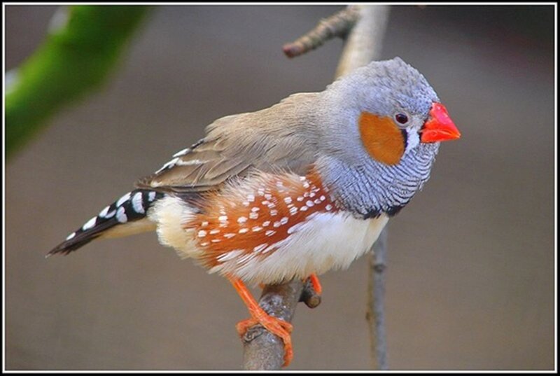 Zebra Finch on Branch — Gray, Calm