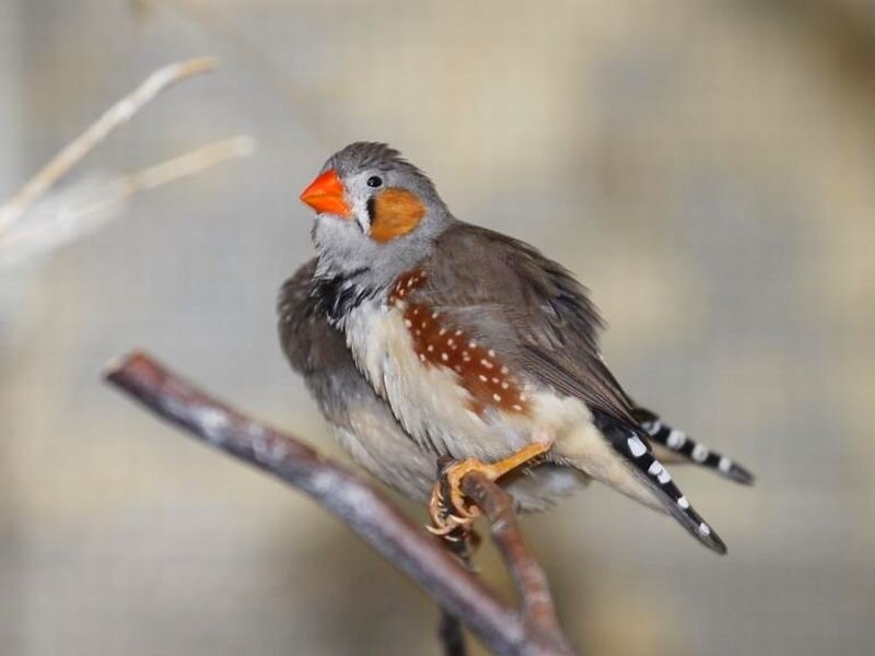 Zebra Finch on Branch — Gray