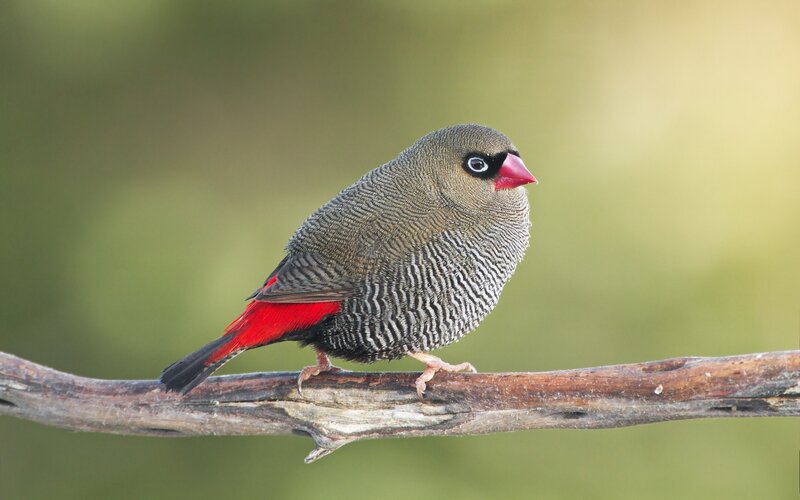 Zebra Finch on Branch — Green