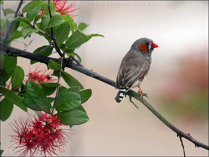 Zebra Finch on Branch — Red
