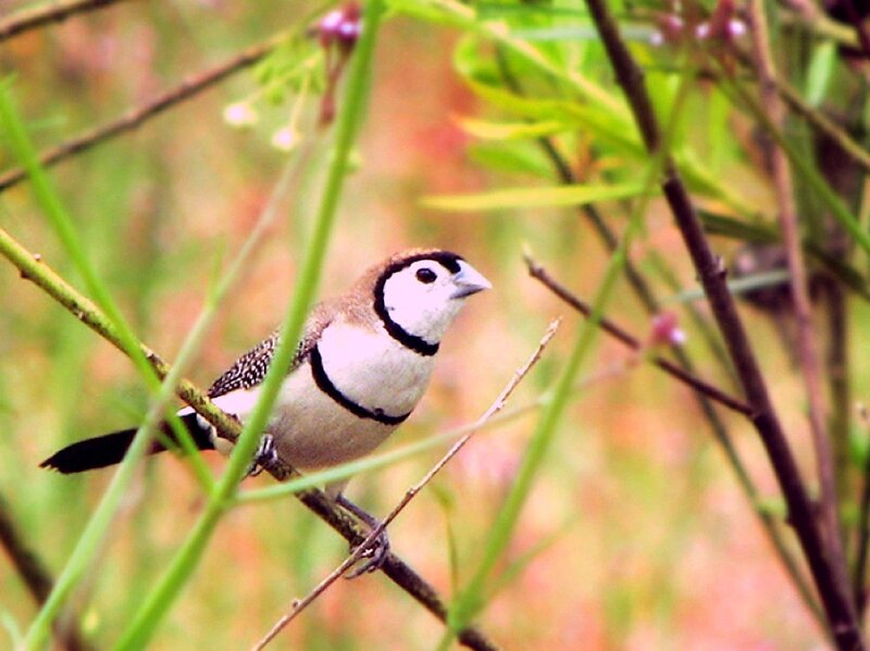 Zebra Finch on Branch