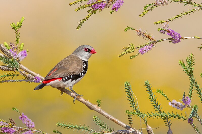 Zebra Finch on Branch — Yellow