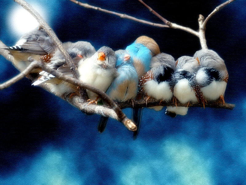Zebra Finches on Branch — Blue