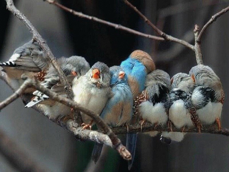 Zebra Finches on Branch — Gray, Calm