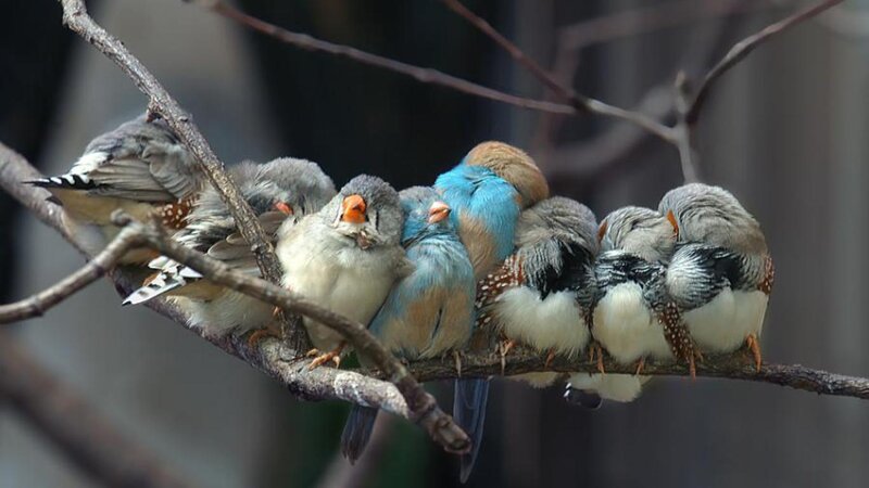 Zebra Finches on Branch — Gray