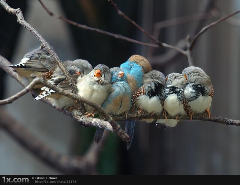 Zebra Finches on Branch