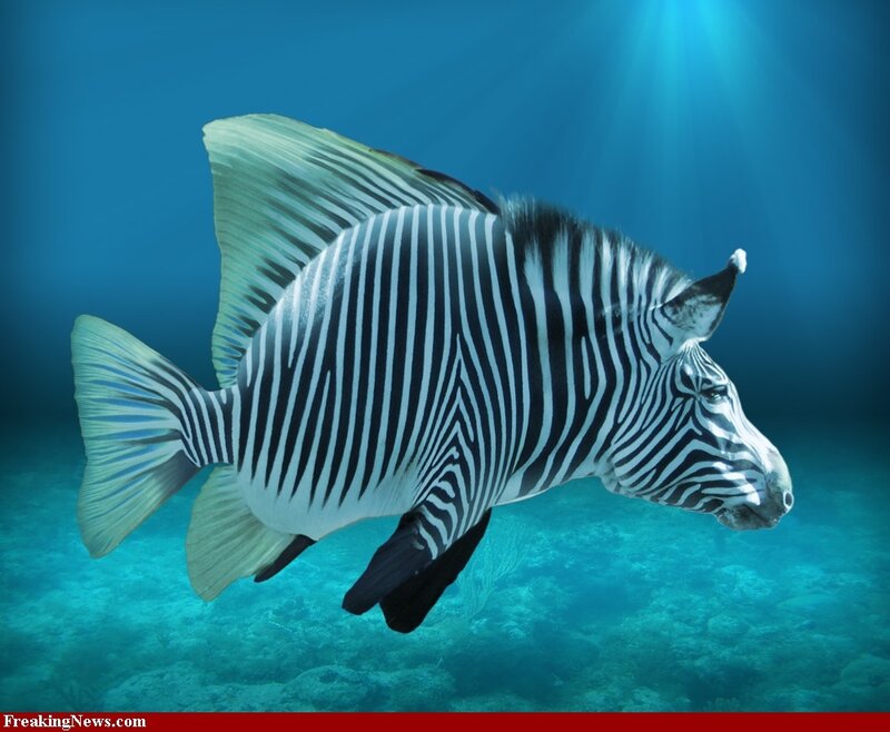 Zebra-fish Hybrid