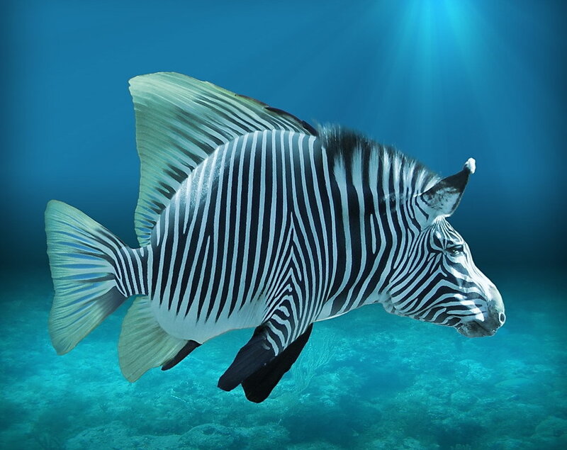 zebra fish underwater