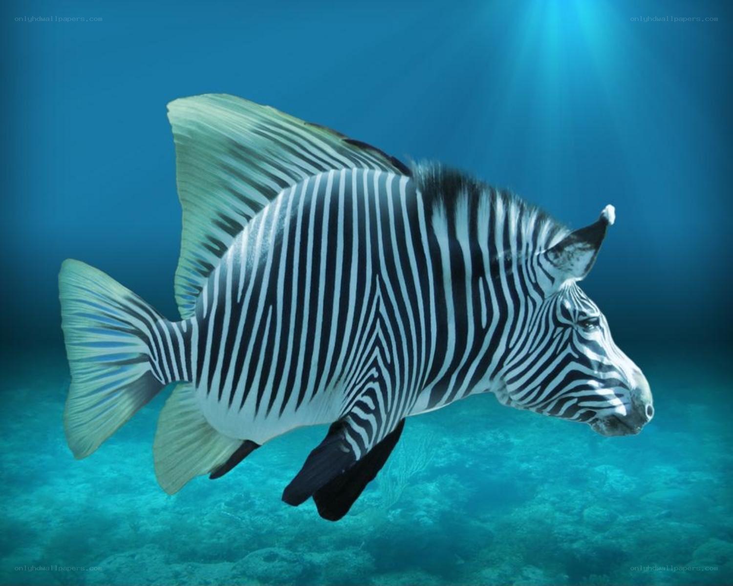 zebra fish underwater
