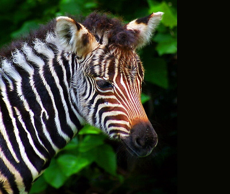 Zebra Foal in Foliage