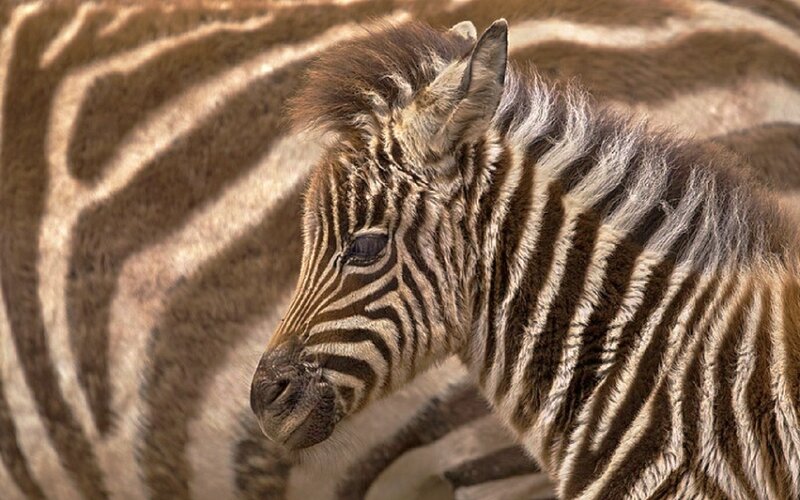 Zebra Foal in Profile